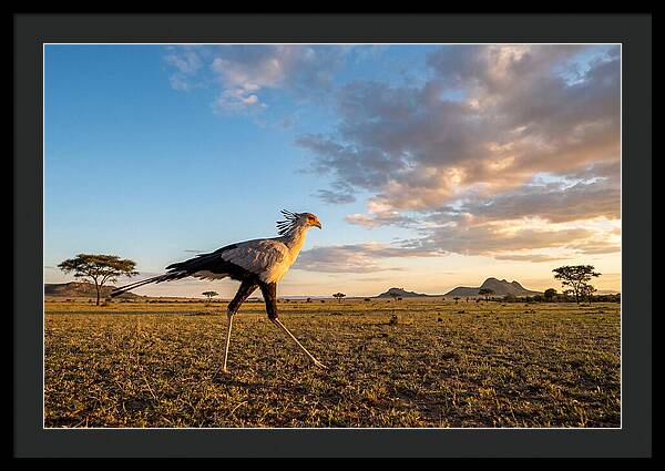 Secretary Bird Striding Across The Savannah