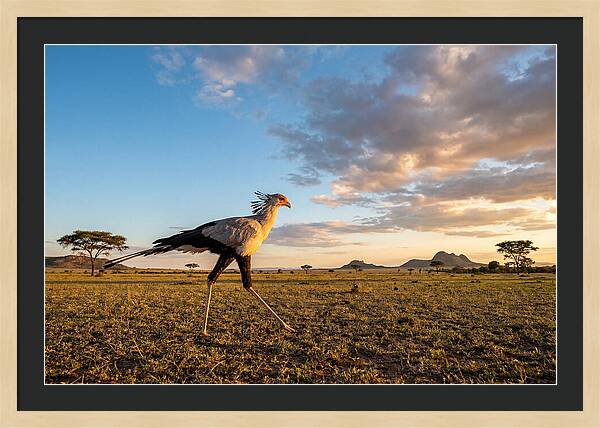 Secretary Bird Striding Across The Savannah