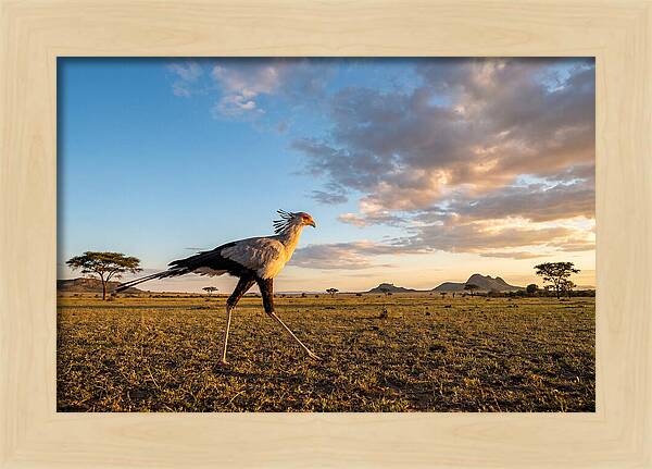 Secretary Bird Striding Across The Savannah