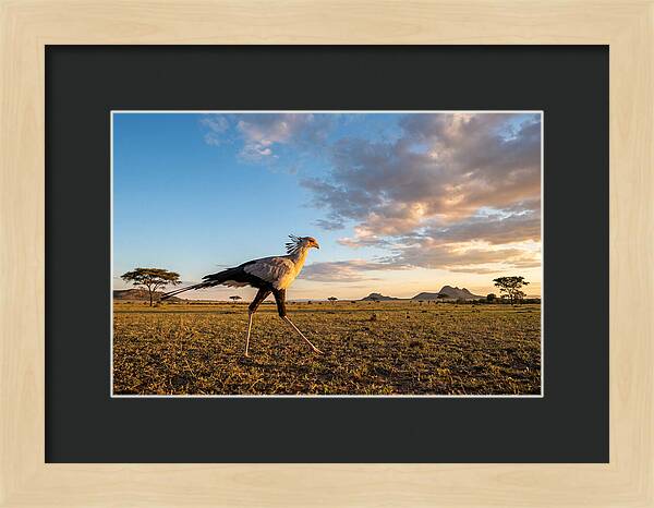 Secretary Bird Striding Across The Savannah