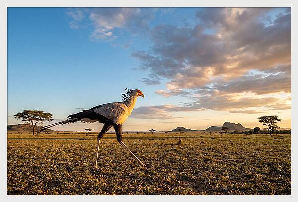 Secretary Bird Striding Across The Savannah