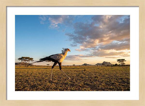 Secretary Bird Striding Across The Savannah