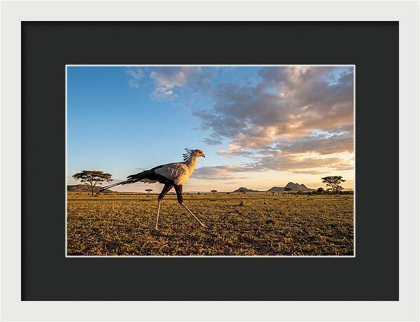 Secretary Bird Striding Across The Savannah