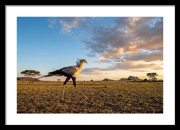 Secretary Bird Striding Across The Savannah