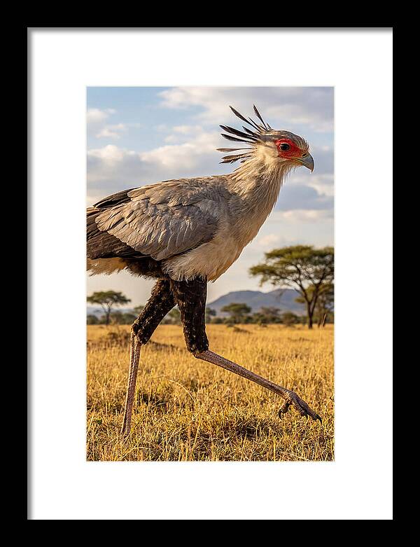 Secretary Bird Striding