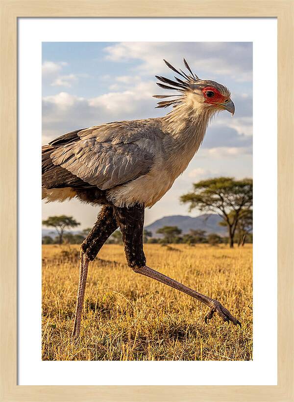 Secretary Bird Striding