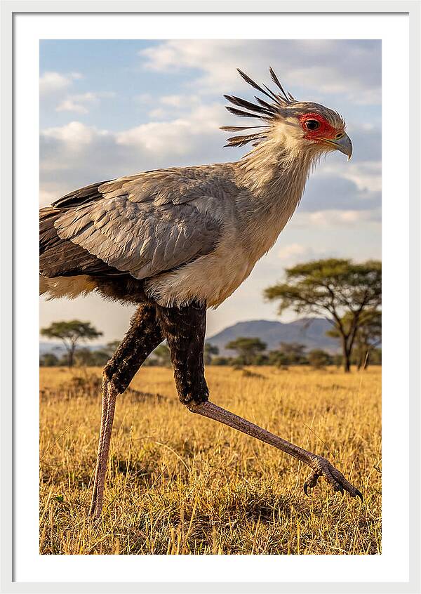 Secretary Bird Striding