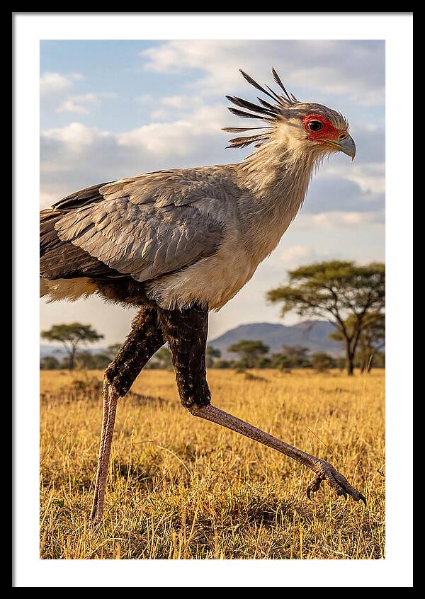 Secretary Bird Striding