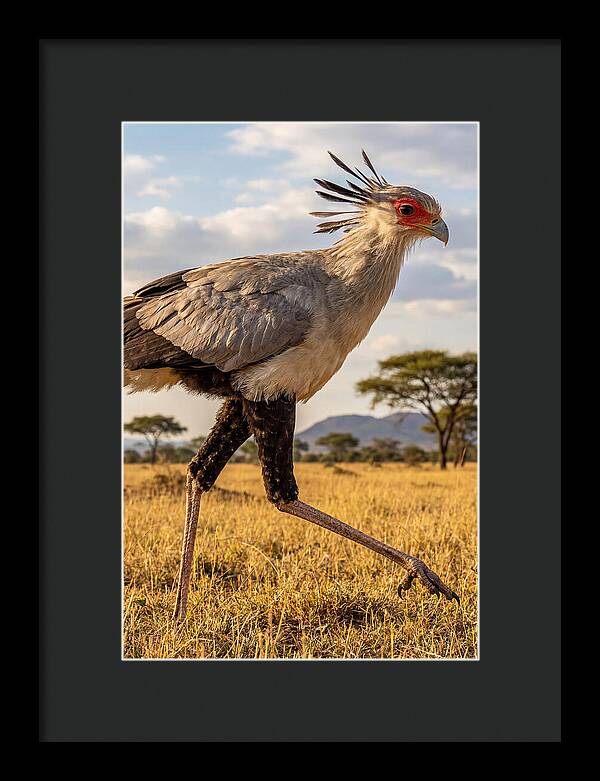 Secretary Bird Striding