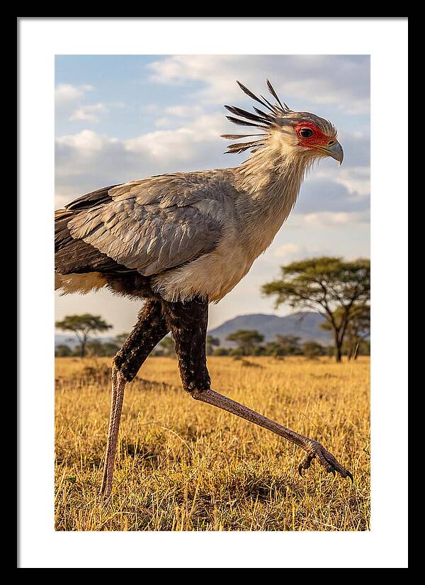Secretary Bird Striding
