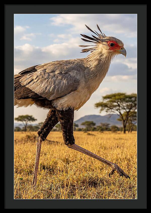 Secretary Bird Striding