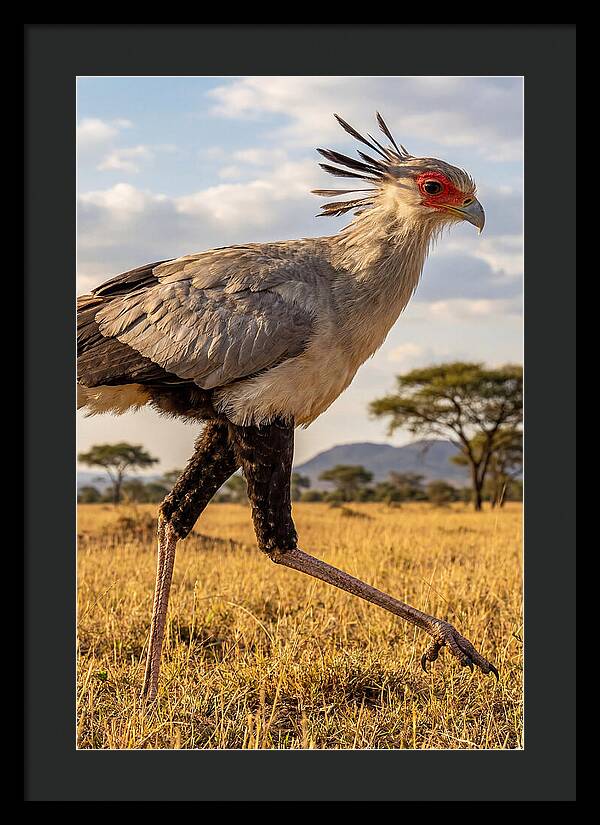 Secretary Bird Striding