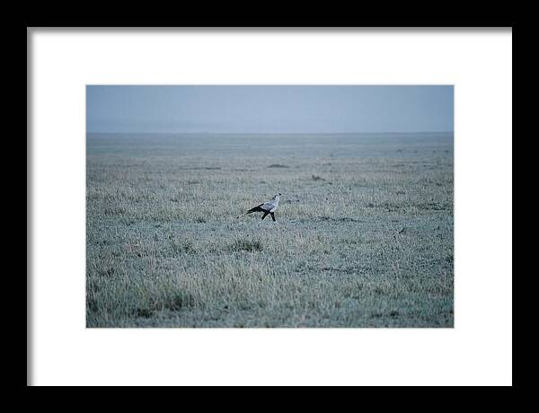 Secretary Bird Striding Through Grasslands