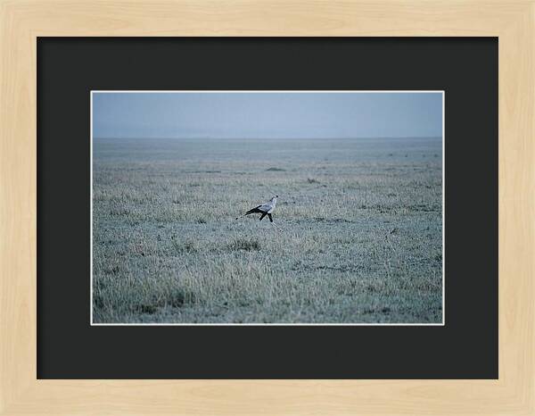 Secretary Bird Striding Through Grasslands
