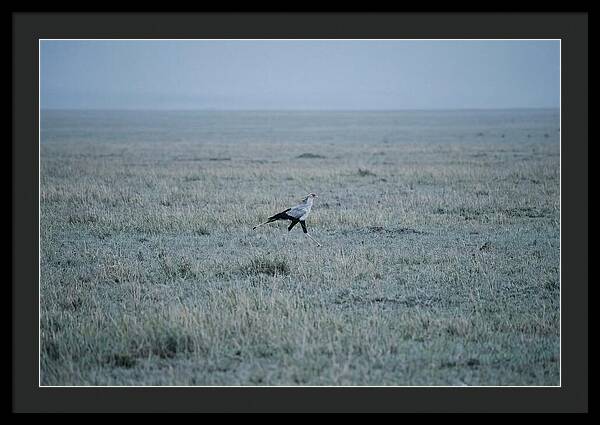 Secretary Bird Striding Through Grasslands