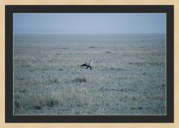 Secretary Bird Striding Through Grasslands