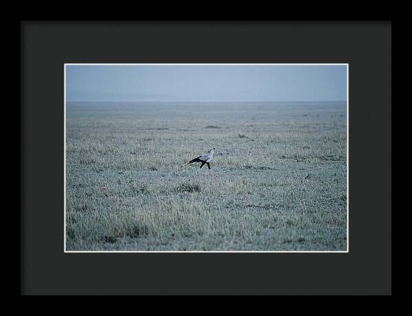 Secretary Bird Striding Through Grasslands