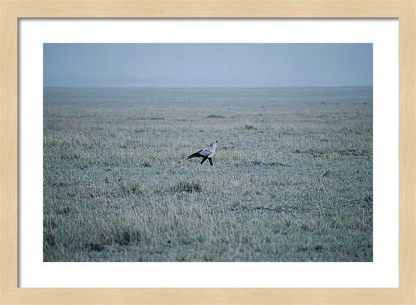 Secretary Bird Striding Through Grasslands