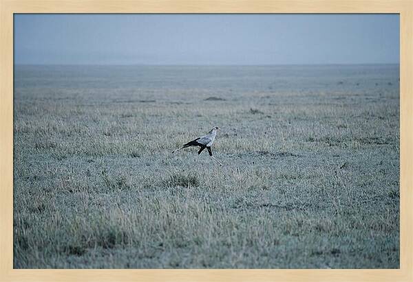 Secretary Bird Striding Through Grasslands