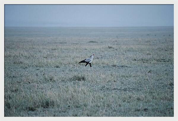 Secretary Bird Striding Through Grasslands
