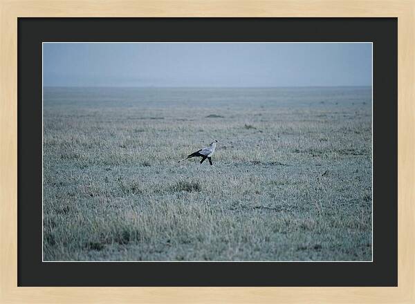 Secretary Bird Striding Through Grasslands