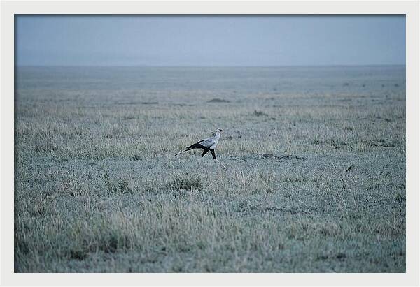 Secretary Bird Striding Through Grasslands