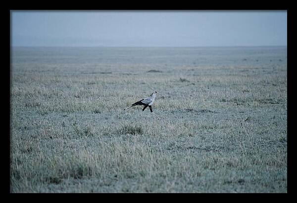 Secretary Bird Striding Through Grasslands
