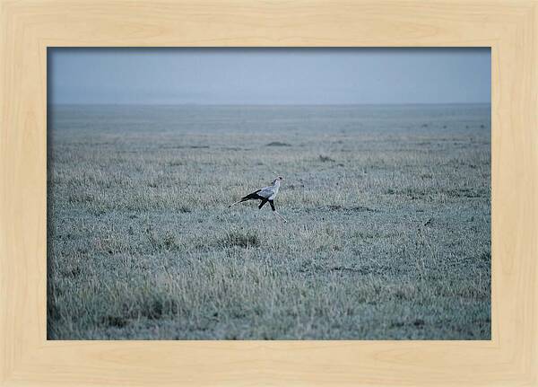 Secretary Bird Striding Through Grasslands