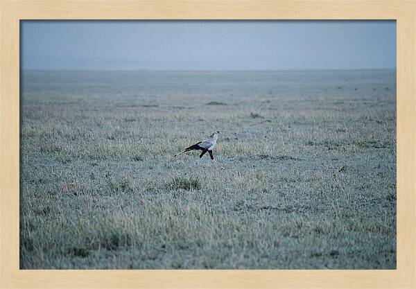 Secretary Bird Striding Through Grasslands
