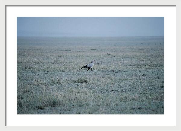 Secretary Bird Striding Through Grasslands