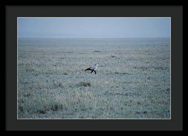 Secretary Bird Striding Through Grasslands
