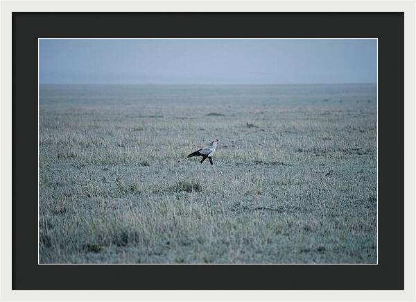 Secretary Bird Striding Through Grasslands