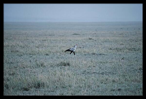 Secretary Bird Striding Through Grasslands