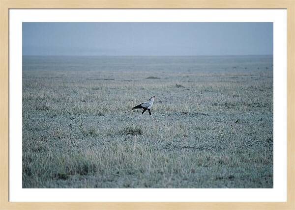 Secretary Bird Striding Through Grasslands