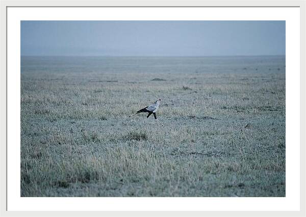 Secretary Bird Striding Through Grasslands
