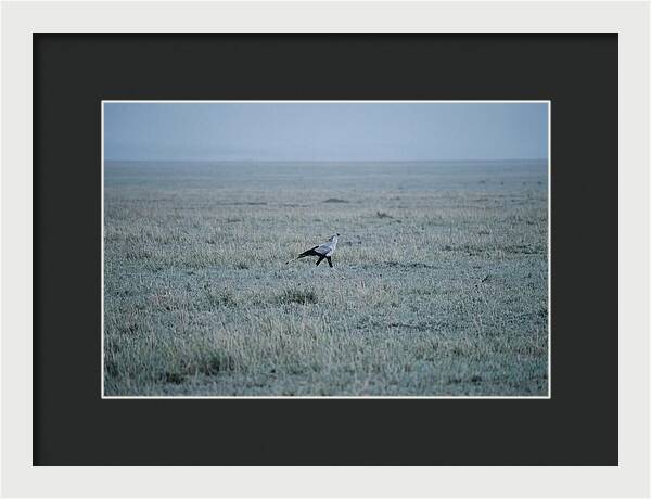 Secretary Bird Striding Through Grasslands