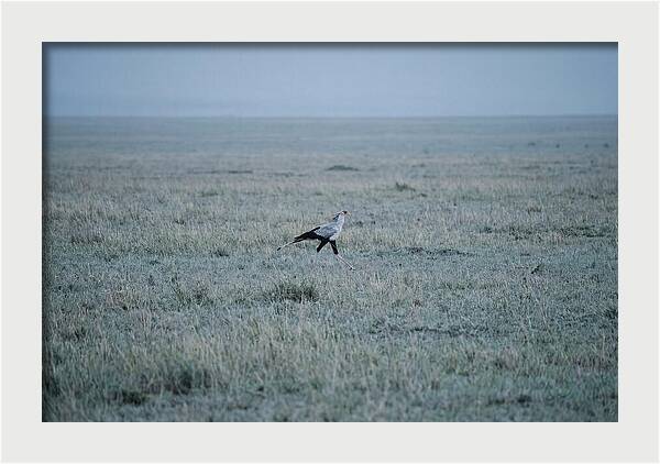 Secretary Bird Striding Through Grasslands