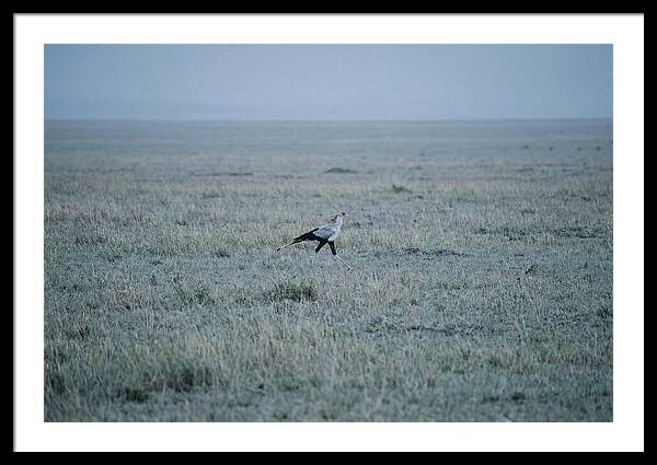 Secretary Bird Striding Through Grasslands