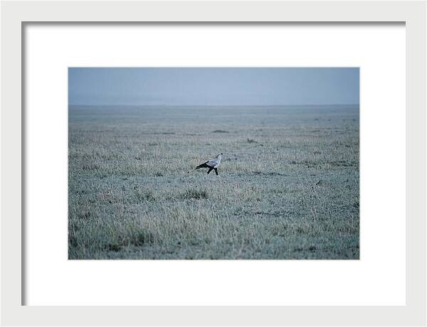 Secretary Bird Striding Through Grasslands