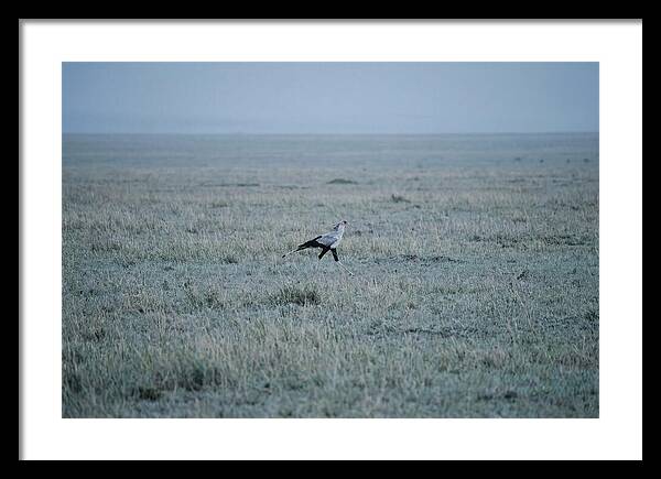 Secretary Bird Striding Through Grasslands