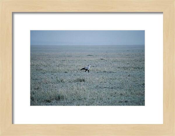 Secretary Bird Striding Through Grasslands