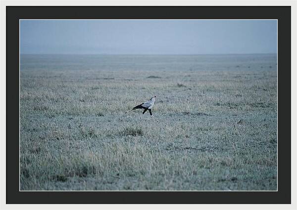 Secretary Bird Striding Through Grasslands