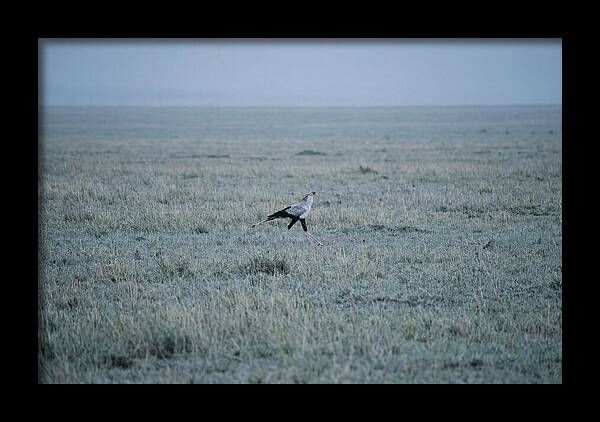 Secretary Bird Striding Through Grasslands