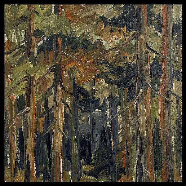Secrets Beneath The Canopy