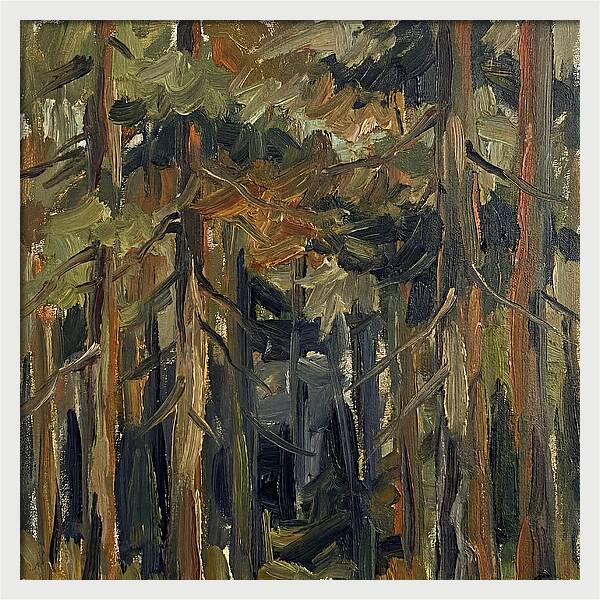 Secrets Beneath The Canopy