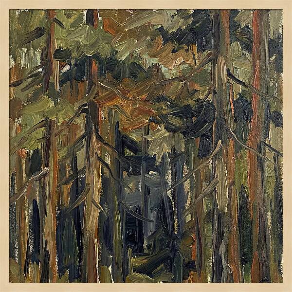 Secrets Beneath The Canopy