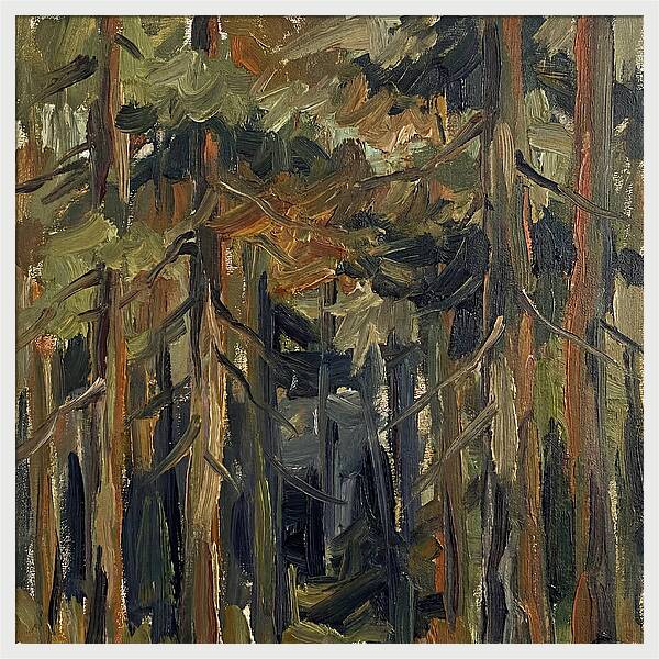Secrets Beneath The Canopy