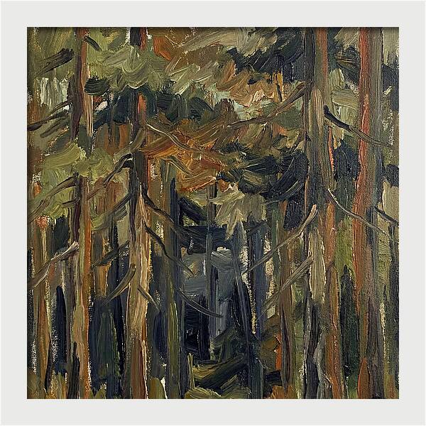 Secrets Beneath The Canopy