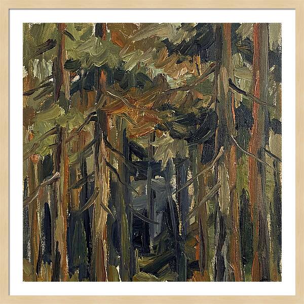 Secrets Beneath The Canopy