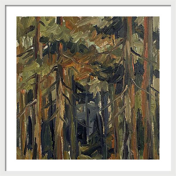 Secrets Beneath The Canopy